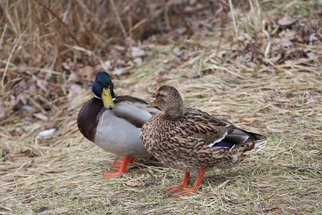 Brug internettet som hjælp til dine krydsord